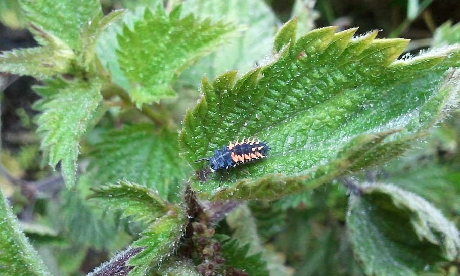 caterpillar, leaf, nettle, insect, green, nature, animal, black HD wallpaper