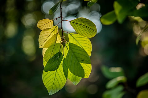 selective focus photography of green leaves, selective focus photo of green leaf HD wallpaper