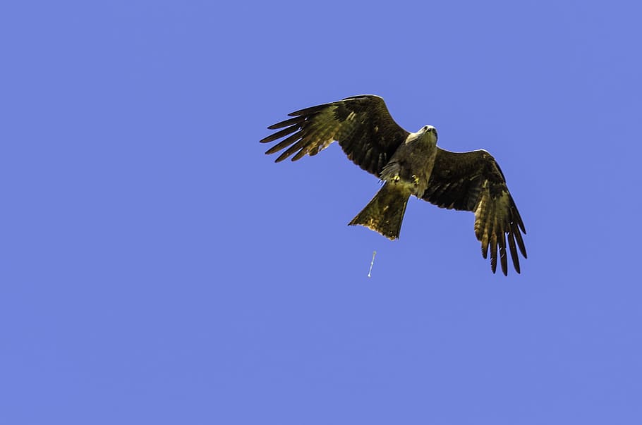Shit, sky, fiante, flying, animals in the wild, one animal HD wallpaper