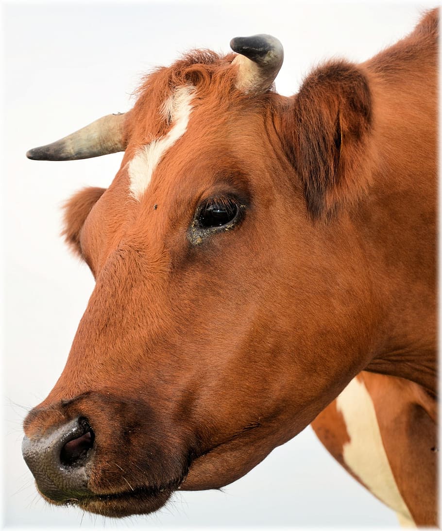 brown cow, bull, calf, farm, animal, agriculture, livestock, domestic, HD wallpaper