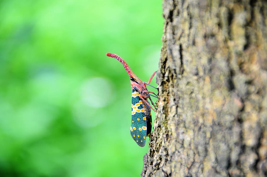 insect, weevil, the tree on the bugs, invertebrate, animal themes HD wallpaper