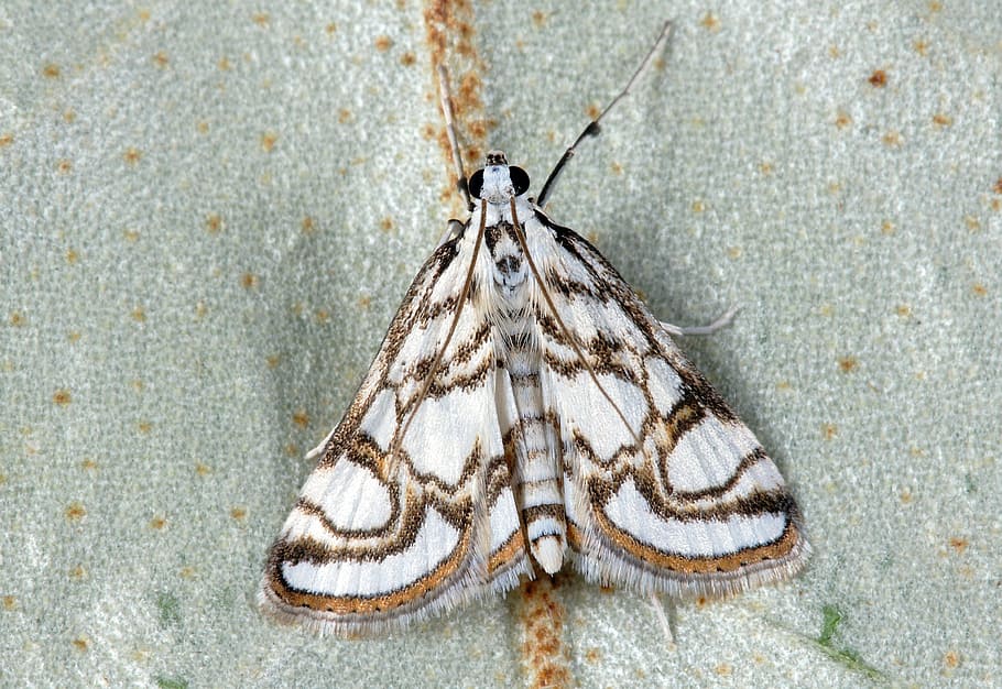 selective focus photography of white and black moth on gray surface HD wallpaper