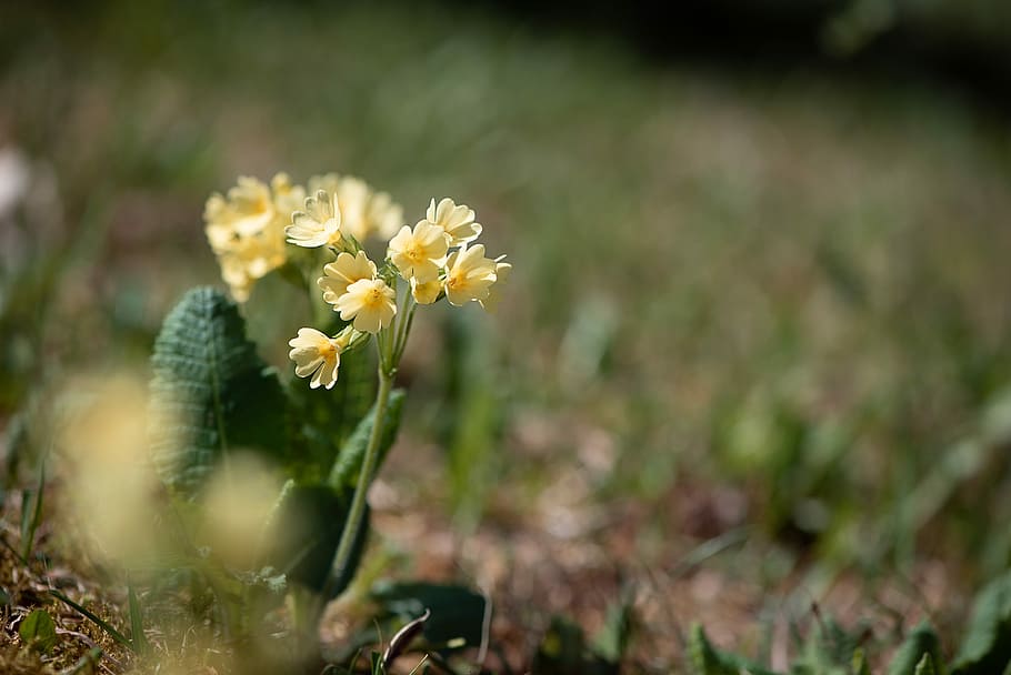 cowslip, yellow, spring, plant, pointed flower, meadow, nature HD wallpaper