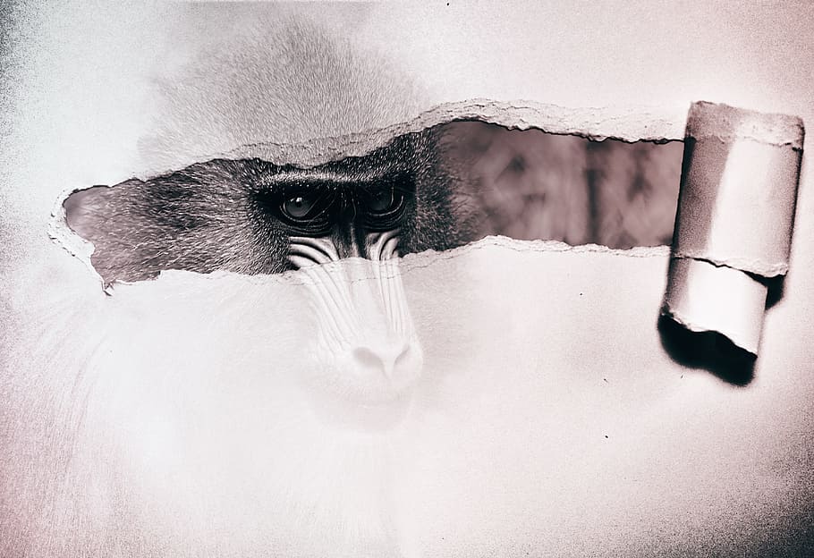 monkey, composing, photo montage, paper, digital photo montage HD wallpaper