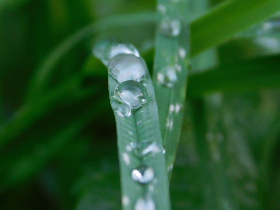 raindrop, grass, nature, flower, water, wet, green color, plant HD wallpaper