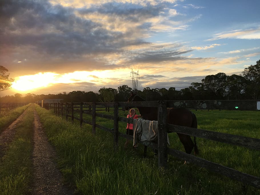horse, paddock, australia, sky, cloud - sky, plant, sunset HD wallpaper