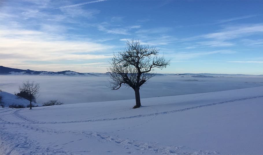 tree, landscape, sky, nature, fog, snow, winter, cold temperature HD wallpaper