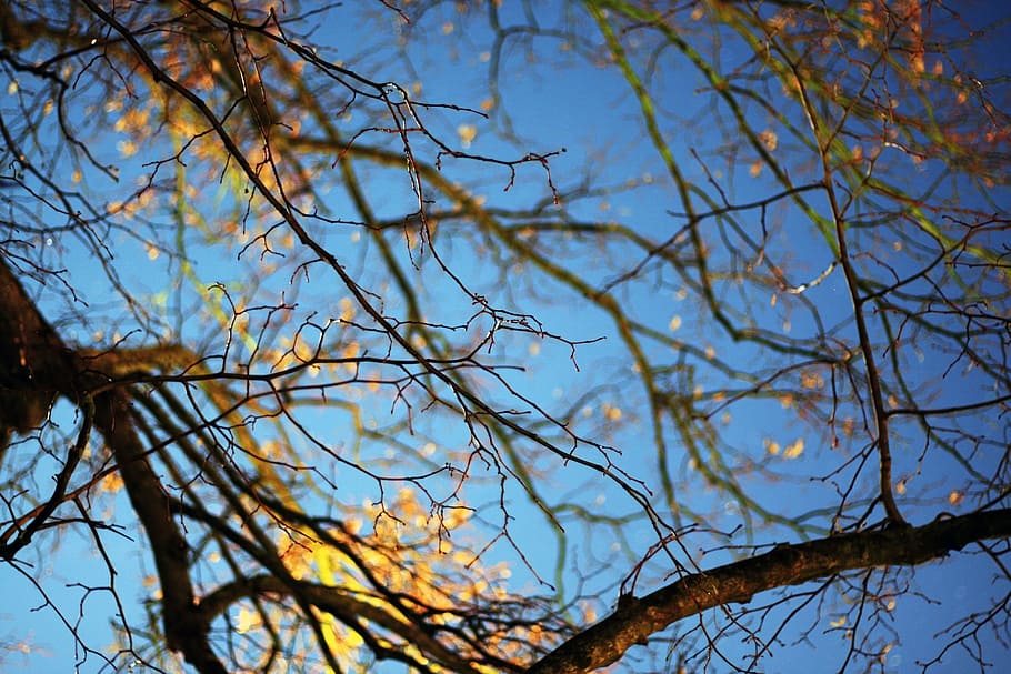 Tree, Focus, Nature, Sky, lighting, branch, bare tree, outdoors HD wallpaper