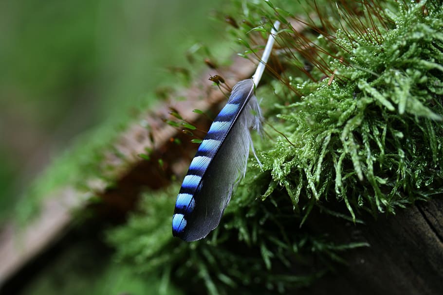 photo of black and purple feather, jay, moss, nature, striped HD wallpaper