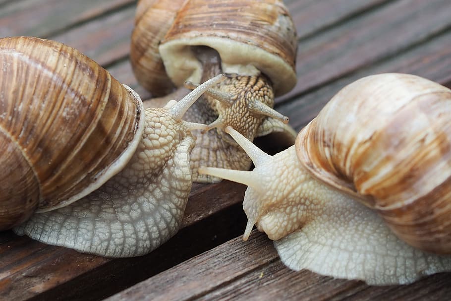 escargots, snail, shell, mucus, reptile, close, slowly, crawl HD wallpaper