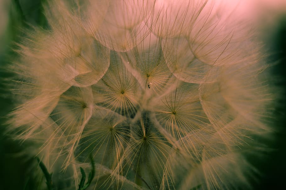 macro photography of dandelion, close-up photograph of white Dandelion flower HD wallpaper