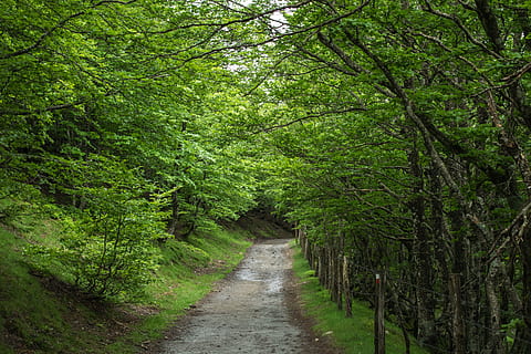 pathway between green leaf trrees, Spain, Santiago, Road, Ride HD wallpaper