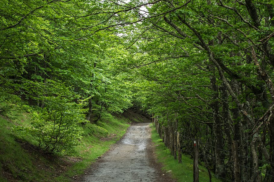 pathway between green leaf trrees, Spain, Santiago, Road, Ride HD wallpaper