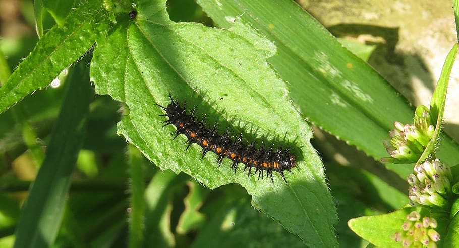 insect, worm, nature, colombia, green color, animal, animal wildlife HD wallpaper