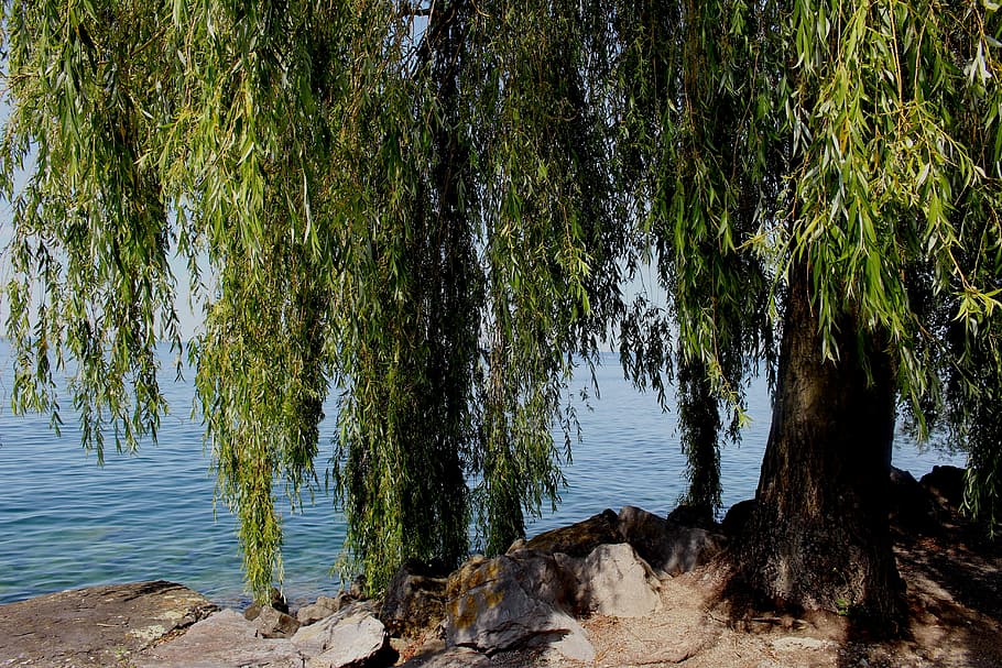 willow tree front of body of water at daytime, weeping willow HD wallpaper