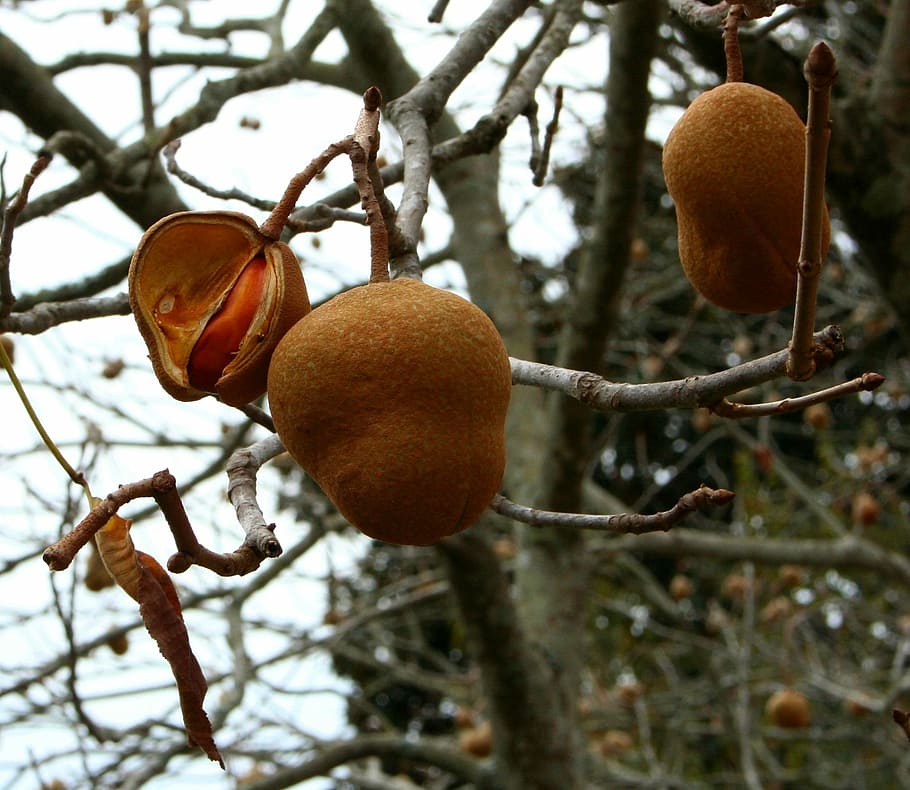 Fruit, Nut, Tree, Pod, Seed, seed pods, raw, garden, nature.