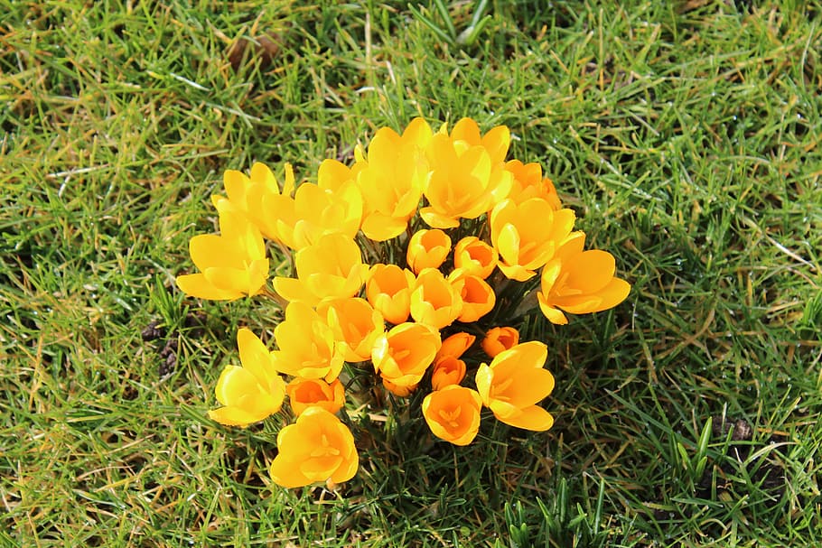 crocus, yellow, flowers, spring, plant, flowering plant, freshness HD wallpaper