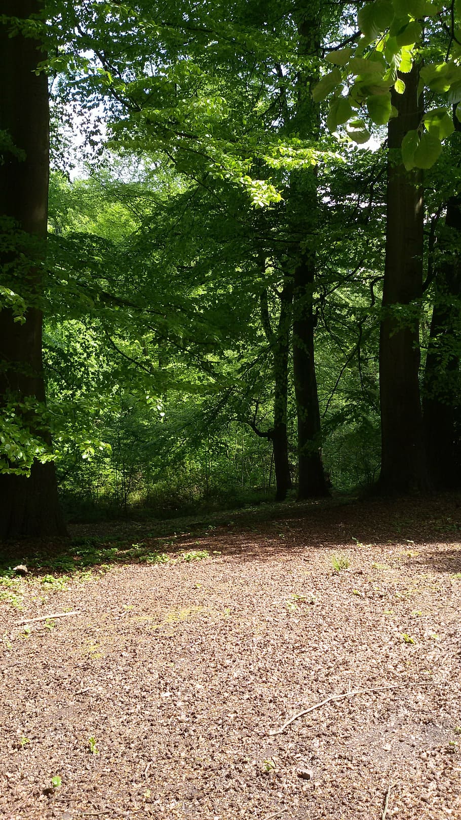 forest, nature, summer, tree, footpath, outdoors, woodland HD wallpaper