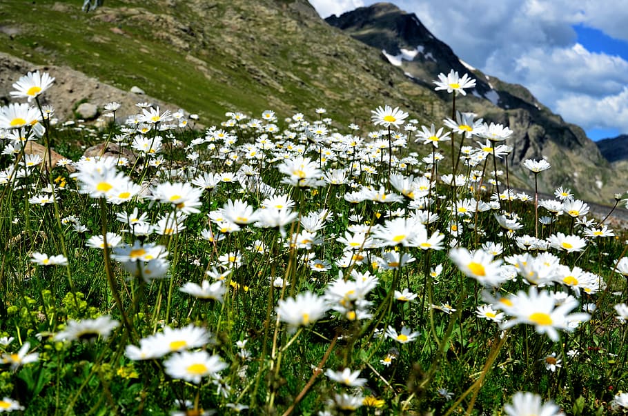 Nature, Spring, Flowers, Spring Flowers, green, landscape, beautiful HD wallpaper