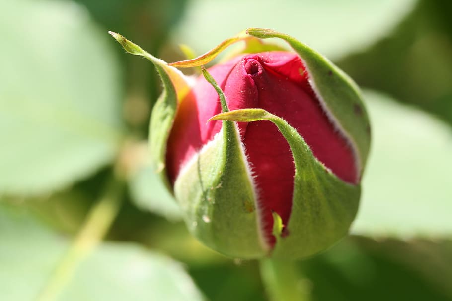 flowers, rose, buds, flowering, red petals, plant, flowering plant HD wallpaper