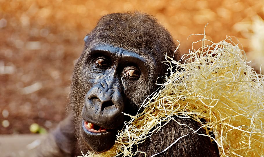 selective focus photography of black monkey with straws, gorilla HD wallpaper