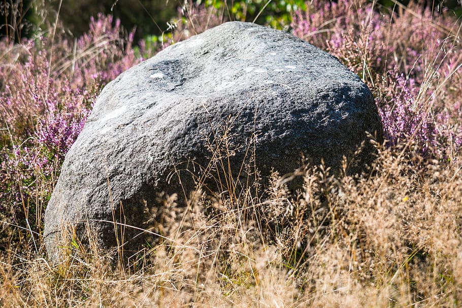 heide, rock, erika, heather, heathland, stone, erica, flowers HD wallpaper