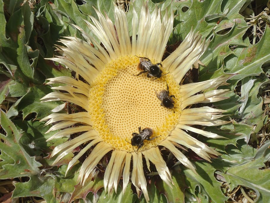 Insects, Nature, Flower, Bees, floral pollen, plant, yellow HD wallpaper