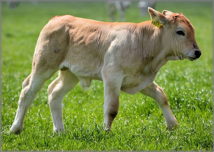 brown cattle calf standing on green grass during daytime, cow