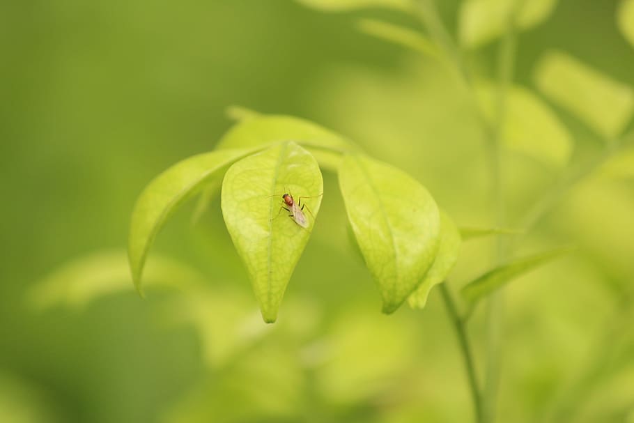 green leafed plants, macro, fly, bug, green leaves, animal themes HD wallpaper