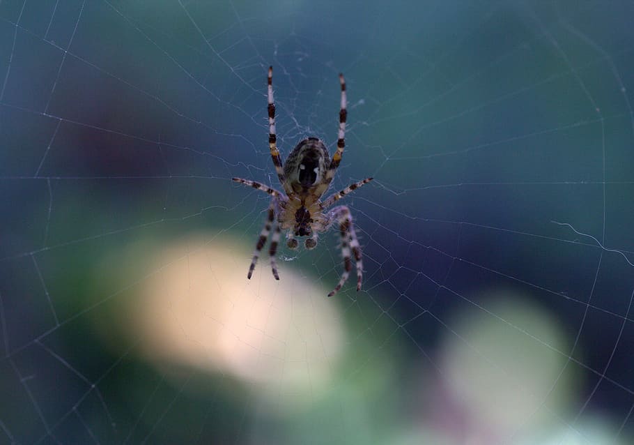 spider, spider web, arachnid, hooked, animal themes, invertebrate HD wallpaper