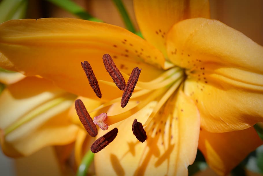 lily, blossom, bloom, close, pollen, flower, lily family, incomplete HD wallpaper
