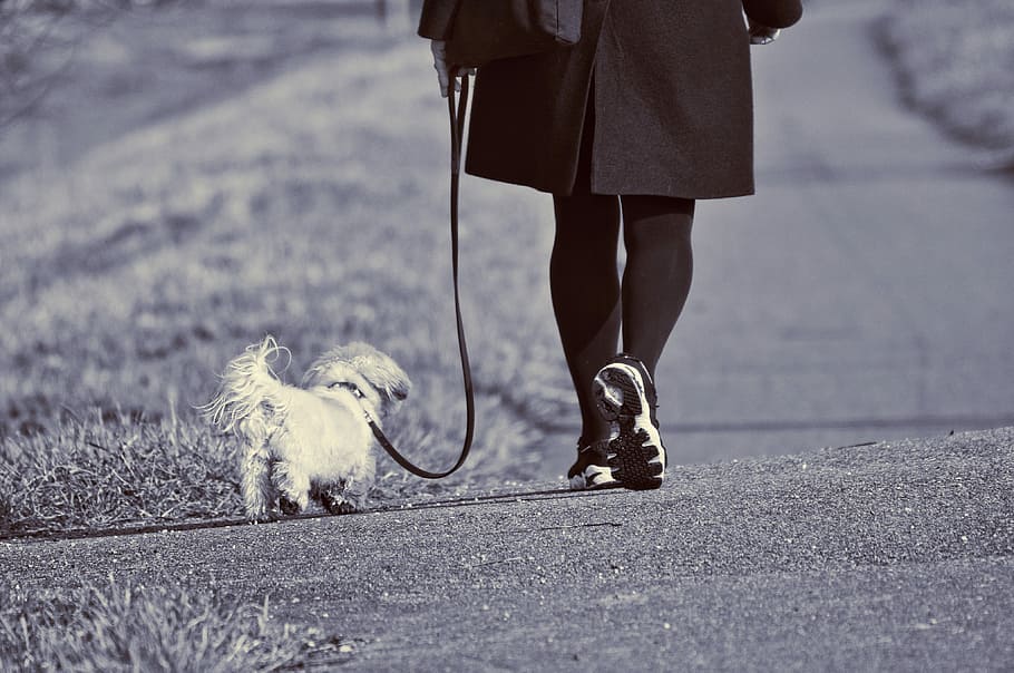 person walking with dog, woman, leash, leg, foot, shoe, active, HD wallpaper
