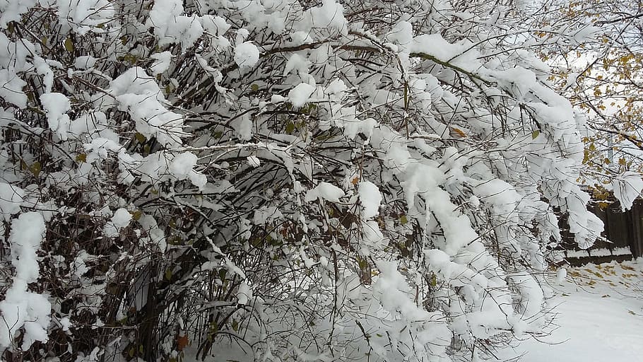 tree, snow, winter, nature, cold, white, branches, park, forest HD wallpaper