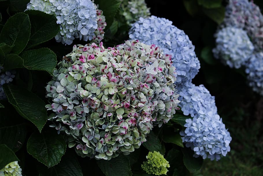 hydrangea, flowers, nature, summer, flower background, plant HD wallpaper