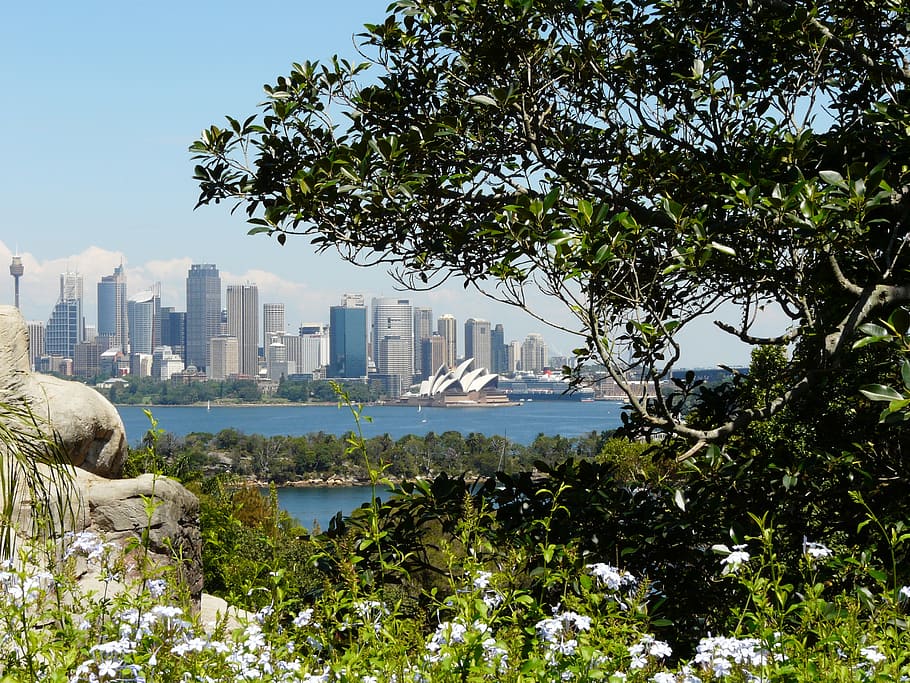 sydney, central harbour, australia, architecture, plant, tree HD wallpaper