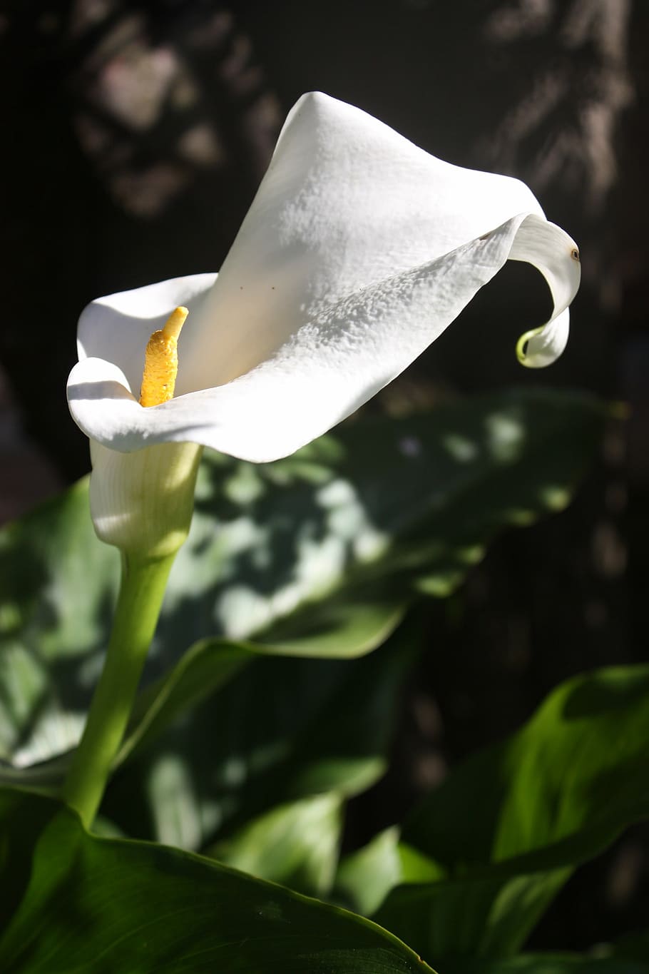 calla, flower, white, blossom, bloom, nature, white green, flowering plant HD wallpaper
