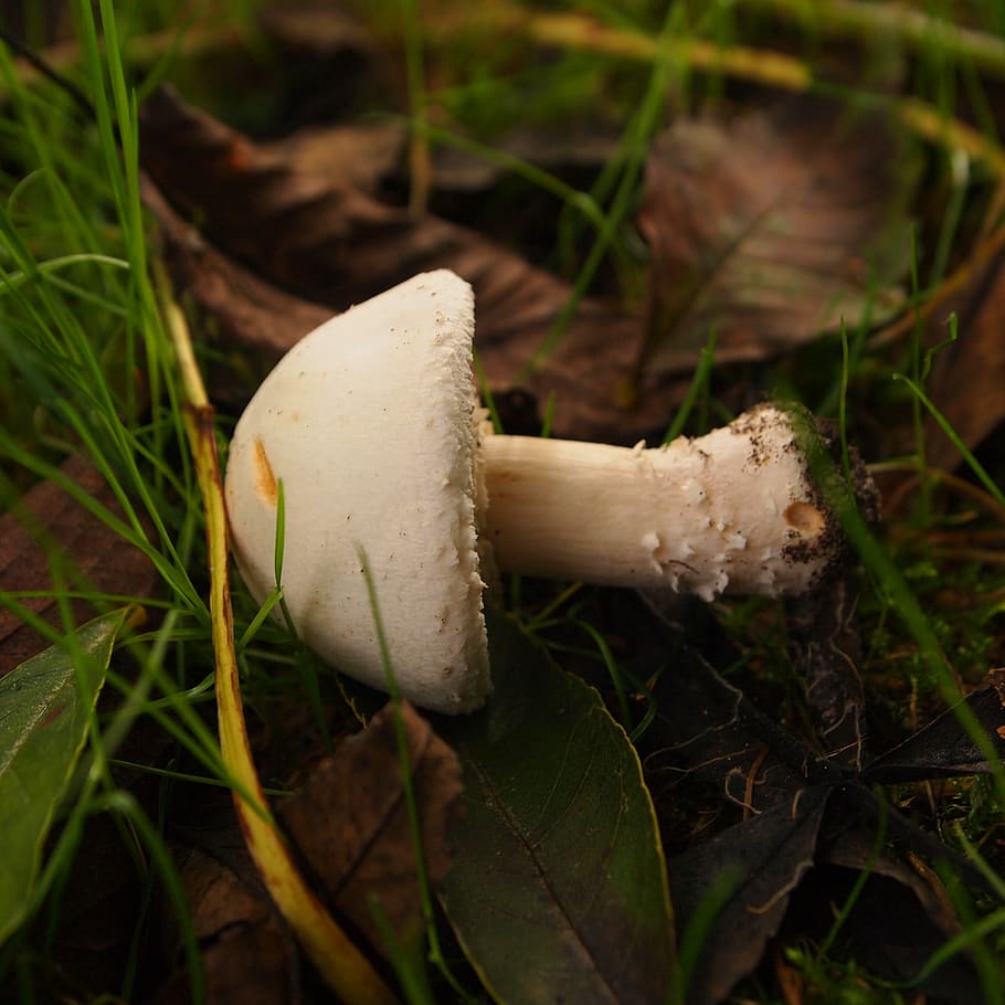 Cases, Mushroom, Fall, Grass, are, fall over, leaves, autumn HD wallpaper