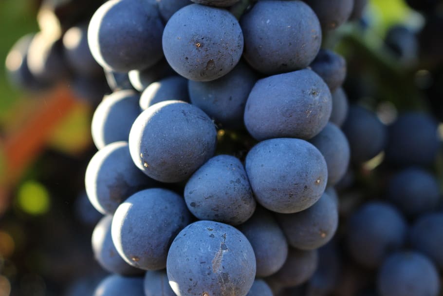 grape, vintage, fall, vineyard, cluster, black grape, vines HD wallpaper