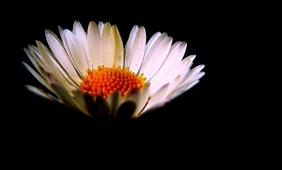 shallow focus photo of white daisy flower, flowers, nature HD wallpaper