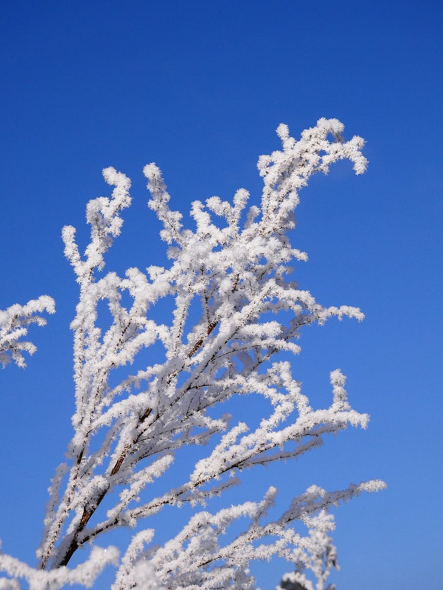winter, cold, ice, snow, wintry, hoarfrost, ripe, nature, tree HD wallpaper