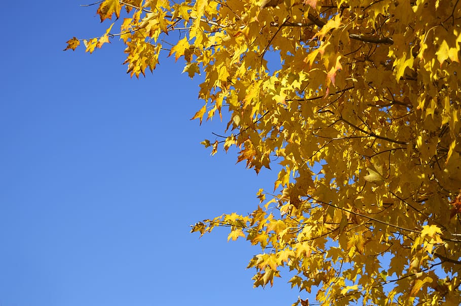yellow, tree, orange, leaves, nature, autumn, fall, bright HD wallpaper