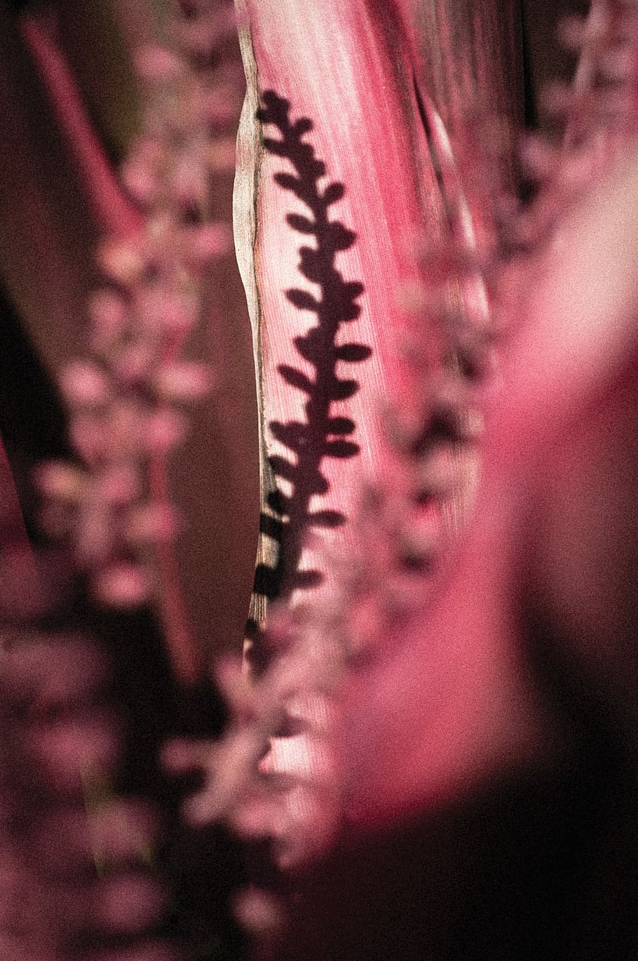 untitled, flora, nature, plant, close-up, selective focus, flower HD wallpaper