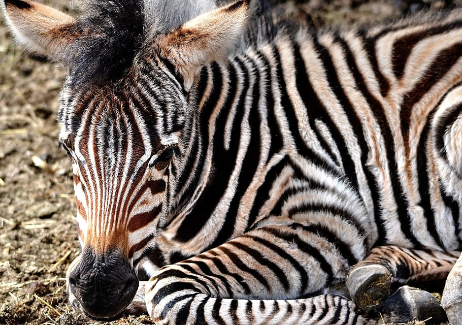 Zebra, Zebra, Calf, zebra young, animals in the wild, animal wildlife HD wallpaper