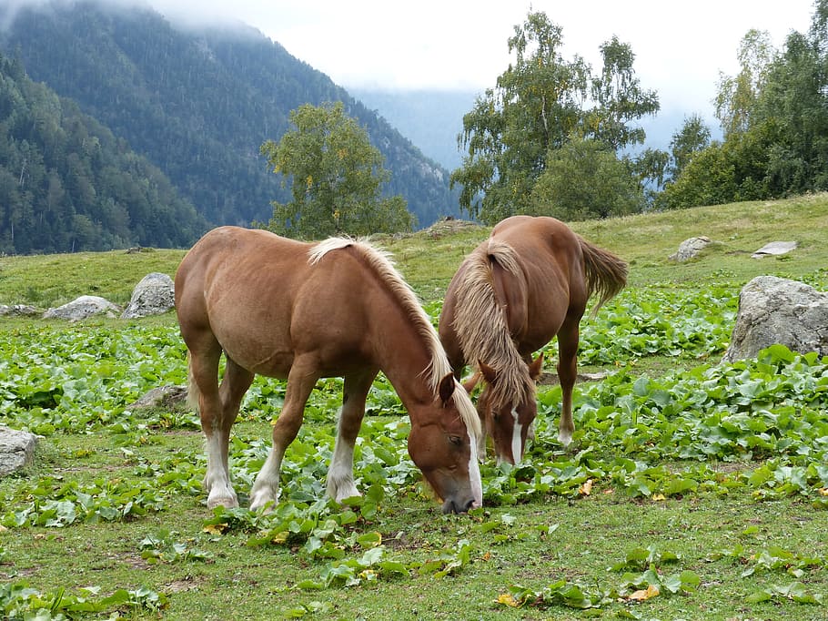 horses, pacer, prado, val d'aran, wild nature, mammal, livestock, HD wallpaper