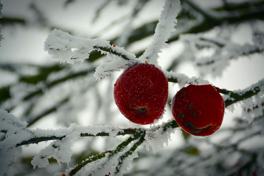 winter, apple, cold, frost, ice, apple tree, ice cream apples, HD wallpaper