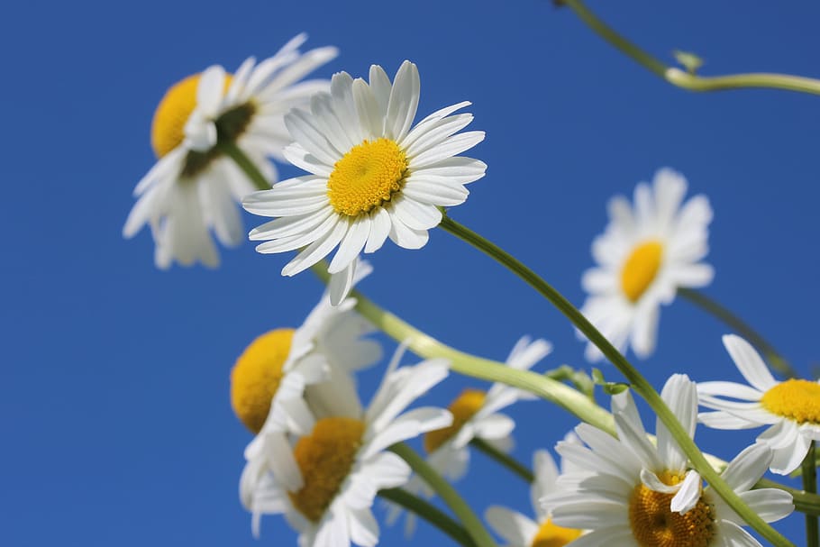 shallow focus photography of white daisy flowers, daisies, spring HD wallpaper