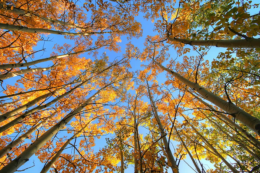 Aspens against a Blue Sky, low angle photography tall trees at daytime HD wallpaper
