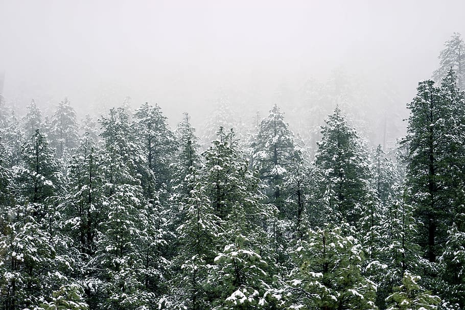 pine trees covered by snow, photography of green trees, forest HD wallpaper