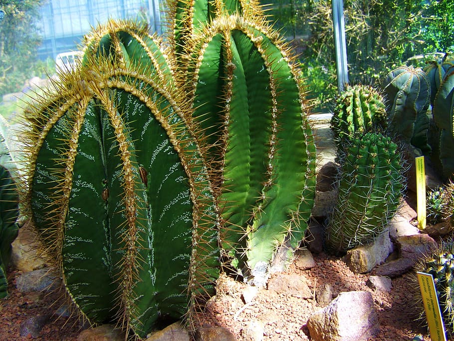 Cactus, Mexican, Botanical Garden, mexican cactus, pecs, plant, HD wallpaper