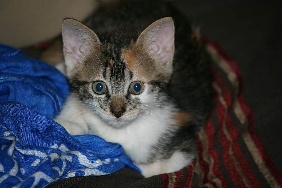kitten, grey, head, cat, pets, domestic cat, mammal, feline HD wallpaper